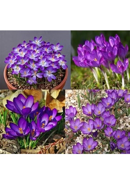 7 Adet Kır Çiçeği Whitewell Purple Çiğdem Soğanı.yeni Mahsul,,, fiyatları