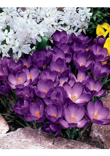 7 Adet Kır Çiçeği Whitewell Purple Çiğdem Soğanı.yeni Mahsul,,, modelleri