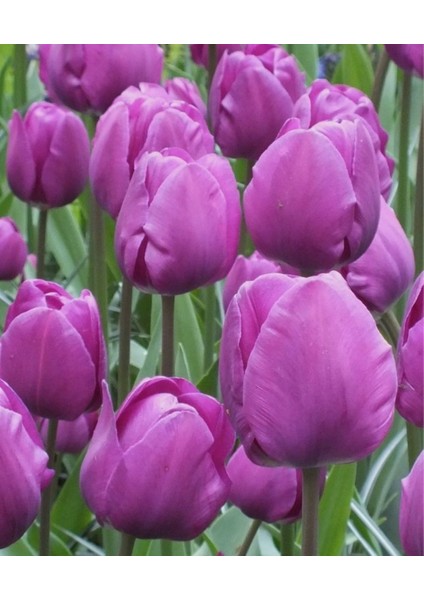 Mor Lale Soğanı "negrita" 5 Adet fiyatları