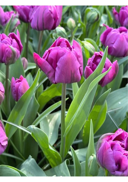 Mor Lale Soğanı "negrita" 5 Adet modelleri