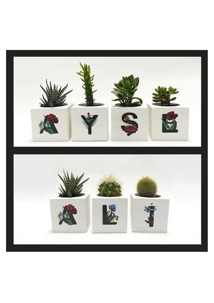 Nrzsnt Harf Figürlü Kaktüs Sukulent Saksısı-C modelleri