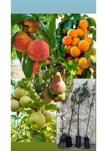 4'lü Fidan Paketi ( Şeftali, Kayısı, Elma, Armut ) 3 Yaşlı Tüplü