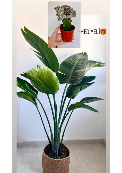 Starliçe Regina Cennet Kuşu - Salon-Ofis Bitkisi +Euphorbia Kaktüs HEDİYELİ