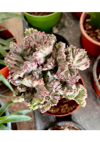 Starliçe Regina Cennet Kuşu - Salon-Ofis Bitkisi +Euphorbia Kaktüs HEDİYELİ