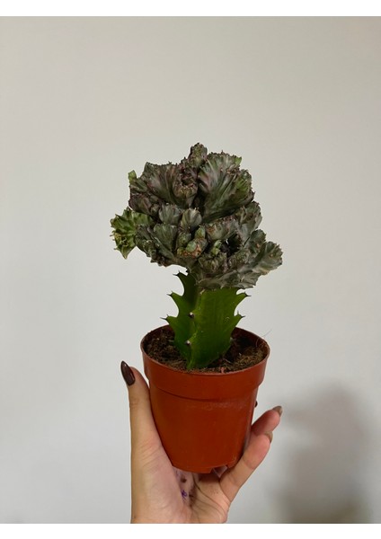 Starliçe Regina Cennet Kuşu - Salon-Ofis Bitkisi +Euphorbia Kaktüs HEDİYELİ