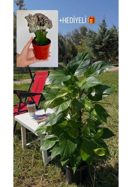 Yosun Gövdeli Patos Salon Sarmaşığı-Golden Pothos- Dolgun Formlu- XL+Euphorbia HEDİYELİ