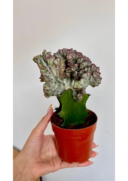 Yosun Gövdeli Patos Salon Sarmaşığı-Golden Pothos- Dolgun Formlu- XL+Euphorbia HEDİYELİ