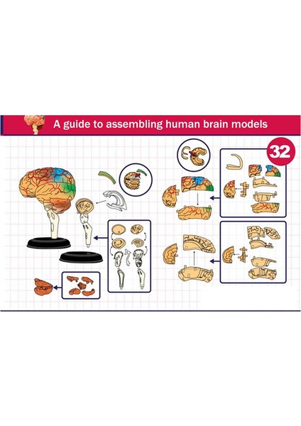 Tıbbi-Gövde Insan Vücudu Modeli Çıkarılabilir Parçalar Eğitim Çalışma Sınıfı Öğrencilerine Eğitim Organları (Beyin Modeli) (Yurt Dışından) indirimleri
