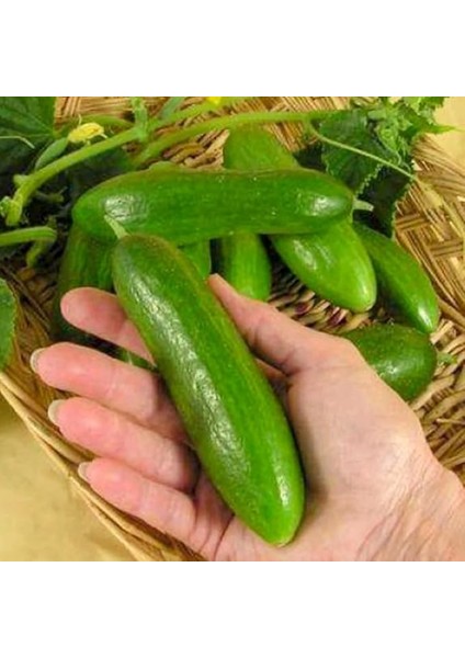 Tarım Yerli Doğal Kokulu Çengelköy Hıyarı Badem Salatalık 50 Adet Tohum