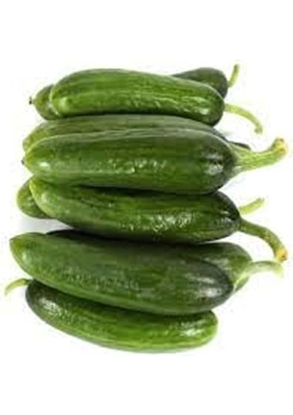 Tarım Yerli Doğal Kokulu Çengelköy Hıyarı Badem Salatalık 50 Adet Tohum modelleri