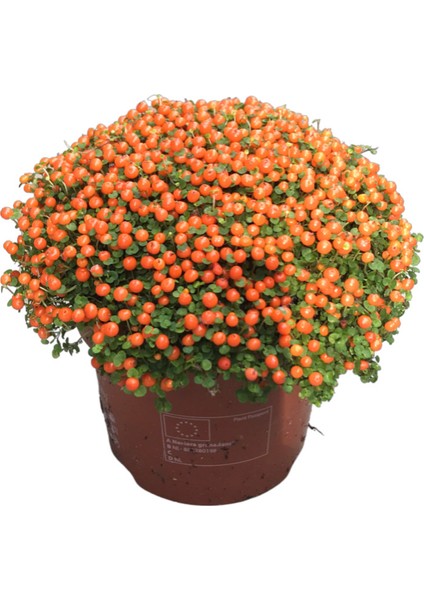 Nertera Granadensis 'Orange' (Mercan Boncuğu)