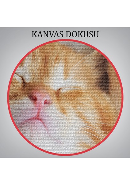 -Premier Kanvas Serileri- Yavru Kedi Dekoratif Kanvas Tablo 1125