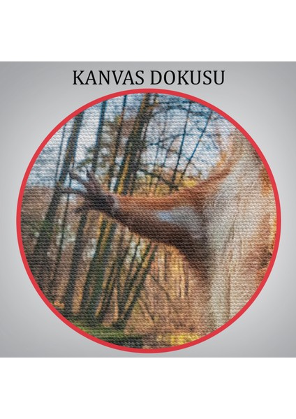-Premier Kanvas Serileri- Sincap Dekoratif Kanvas Tablo 1178