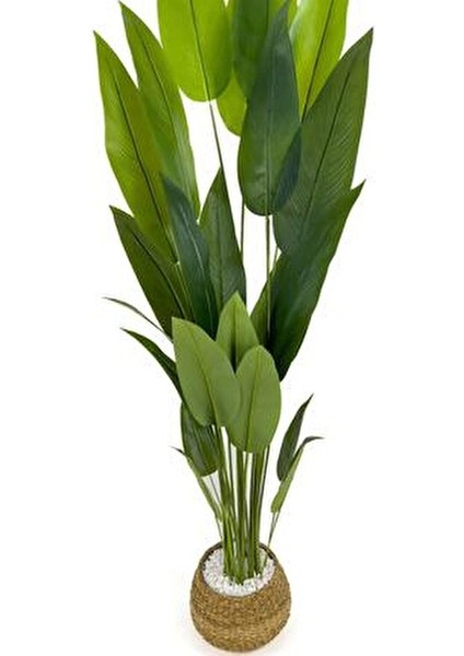 Starliçe Ağaç 200 cm Metal Destekli Yapraklar ile Doğal Görünümde Hasır Saksıda indirimleri