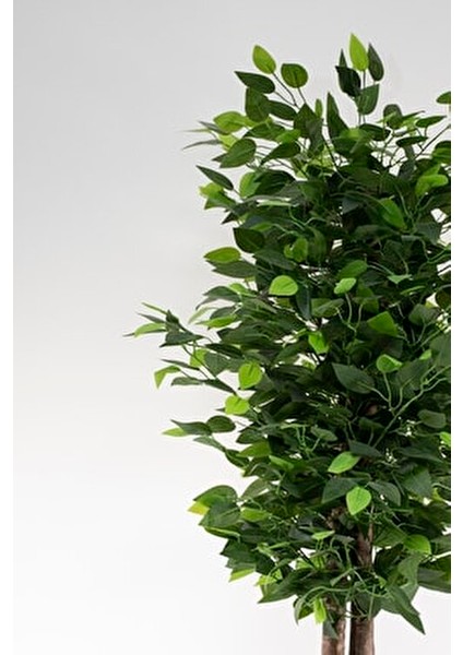 Siyah Saksıda 100 cm Yoğun Yapraklı Yapay Benjamin Ağacı Doğal Görünüm