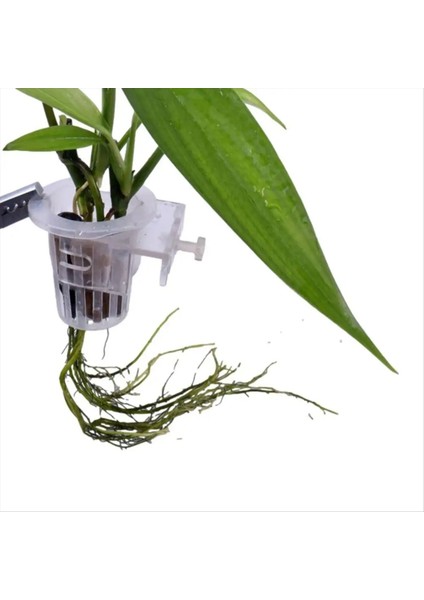 2 Adet Şeffaf Asılı Akvaryum Tesisi Tutucu Ayarlanabilir Balık Tankı Ekici Bardaklar Ekici Bardaklar Aquascapes Aksesuarları (Yurt Dışından) fiyatları