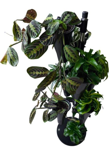 Şık Metal Iskeletli Dokuzlu Saksı Standı