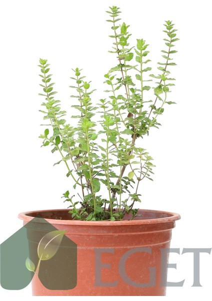 Izmir Bilyalı Kekik (Origanum Onites) fiyatları