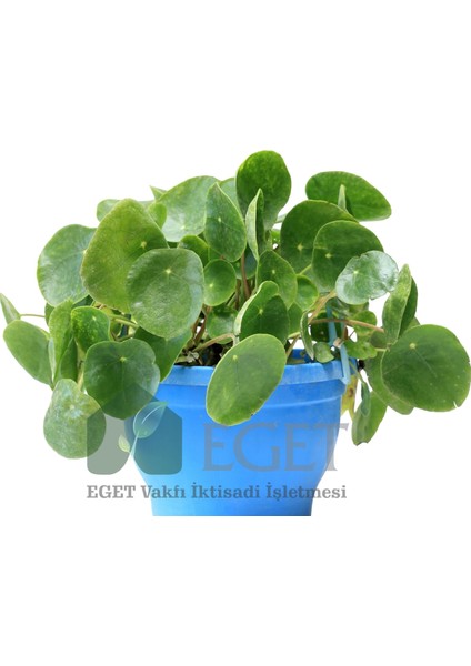 Çin Para Bitkisi (Pilea Peperomioides) fiyatları