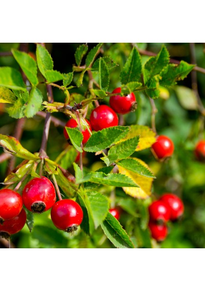 3 Yaş Dikensiz Kuşburnu Fidanı fırsatları