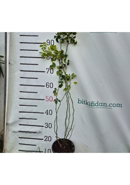 3 Yaş Dikensiz Kuşburnu Fidanı indirimleri