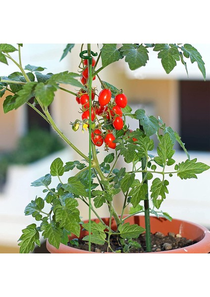 Santkuee 30 Adet Bitki Desteği Sebzeler, Çiçekler, Bitkiler, Bitki Büyümesi Için Tırmanma Ağı Için Köklü Bahçe Çiçek Desteği (Yurt Dışından) fırsatları