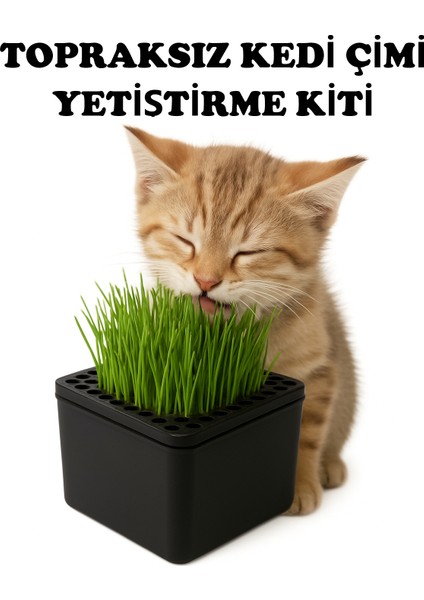 Kedi Çimi Otu Tekrar Kullanılabilir Topraksız Yetiştirme Kutusu