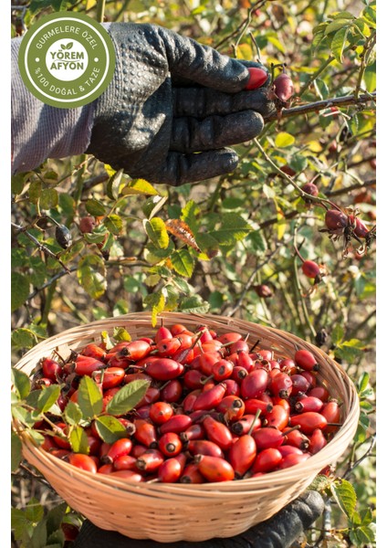 Yörem Afyon Meşhur Gümüşhane Yöresinden Taze Öğütülmüş Doğal Toz Kuşburnu, Yabangülü (Rosa Canina) | 65GR. fırsatları
