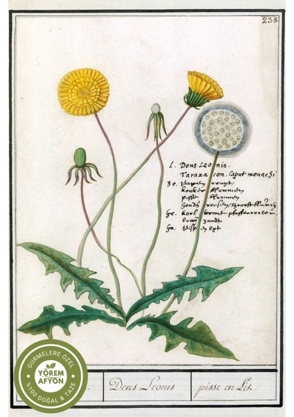 Yörem Afyon Meşhur Elazığ Yöresinden Taze Çekim Öğütülmüş Karahindiba Otu Tozu (Taraxacum Officinale) | 65GR. modelleri