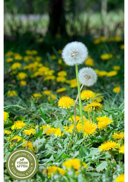 Yörem Afyon Meşhur Elazığ Yöresinden Taze Çekim Öğütülmüş Karahindiba Otu Tozu (Taraxacum Officinale) | 65GR. indirimleri