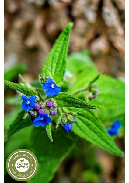 Yörem Afyon Sivas Divriği Yöresinden Katkısız, Kurutulmuş Hava Civa Otu, Ennik Otu (Alkanna Tinctora) | 110GR. fiyatları