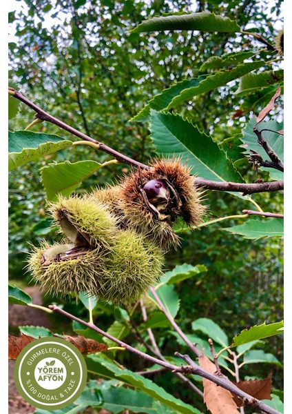 Yörem Afyon Meşhur Aydın Yöresinden Katkısız Öğütülmüş Saf At Kestanesi Tozu (Aesculus Hippocastanum) | 110GR. modelleri