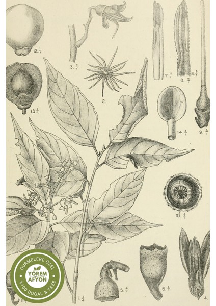 Yörem Afyon Yüksek Rakım (1500 M) Hasadı Doğal Asilbent Reçinesi, Cavi Buhuru (Styrax Benzoin) | 55GR. modelleri