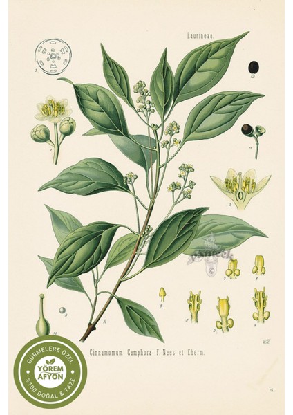 Yörem Afyon Kadim Şifa Ritüellerinin Ferahlatıcı Kristali Doğal Kafur Reçinesi Kafirun (C. Camphora) | 1 Pkt 14GR. fırsatları