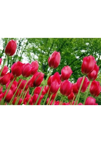 Kırmızı Lale Soğanı "burgundy Lace" 5 Adet