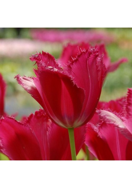 Kırmızı Lale Soğanı "burgundy Lace" 5 Adet modelleri