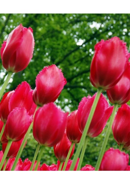 Kırmızı Lale Soğanı "burgundy Lace" 5 Adet fırsatları