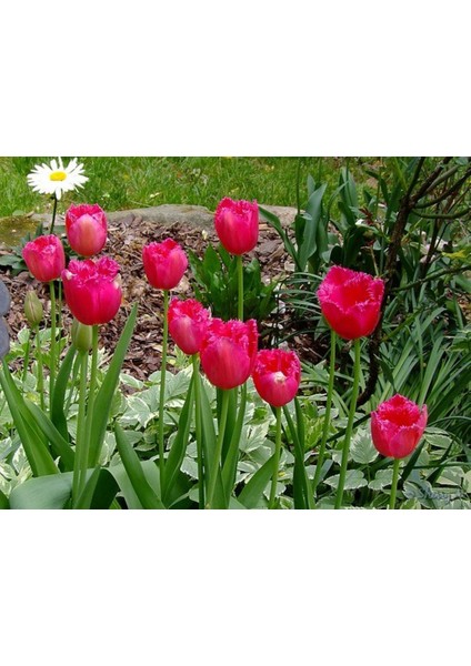 Kırmızı Lale Soğanı "burgundy Lace" 5 Adet indirimleri