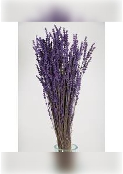 Şoklanmış Mor Lavanta fırsatları