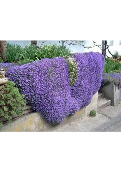 Dünyam Karışık Renkli Sarkan Obrizya Çiçeği Tohumu 35 Adet modelleri