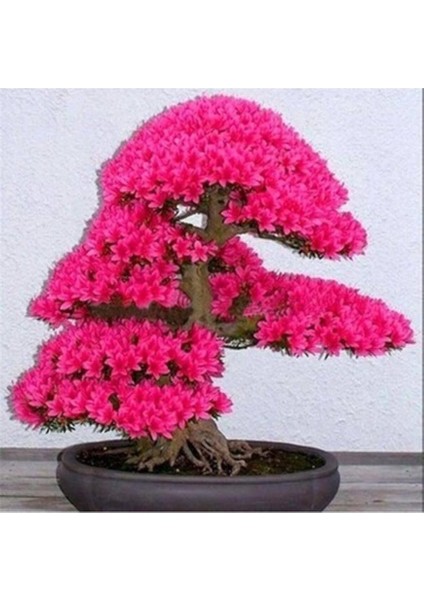 Dünyam Japon Sakura Bonsai Ağacı Tohumu 10 Adet