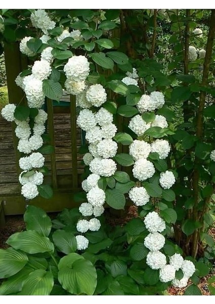 Look 10 15 Adet Sarmaşık Snowball-Kartopu Çiçek Tohumu Beyaz TH-2022DSHNGLKTHM147