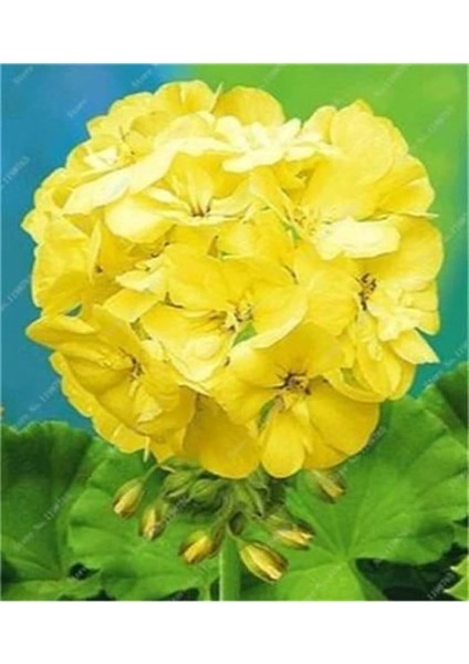 Look 10 Adet Sarı Sardunya Çiçek Tohumu TH-586552325584848