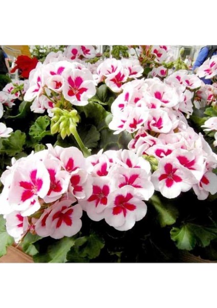 Look 10 Adet Pembe Renk Sakız Sardunya Tohumu TH-THMCMTHM312