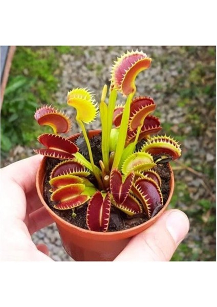 Dünyam Venus Fly Trap Tohumu 5 Adet Tohum Etçil Bitki Etobur Bitki Sinek Kapan modelleri