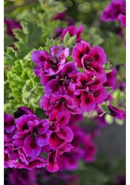 Look 10 Adet Alacalı Sardunya Çiçek Tohumu TH-5230089665445233