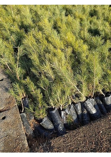 Çam Fidanı 50-60 cm Boy modelleri