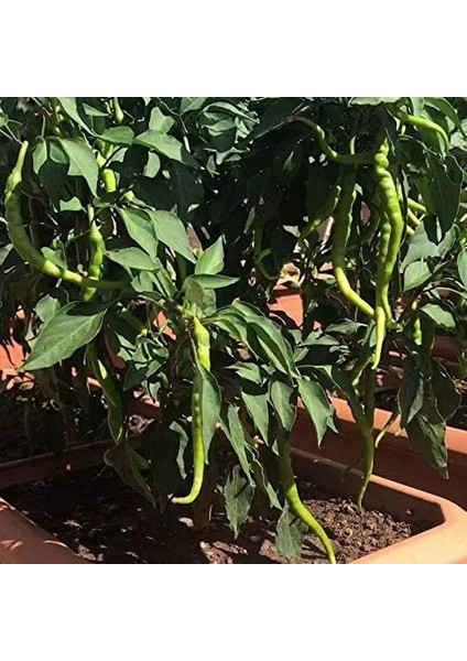 Acı Sivri Biber Fidesi (5 Adet)