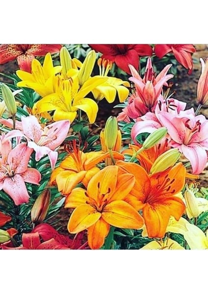 Karışık Renk Kokulu Lilyum (Zambak) Çiçeği Soğanı 2 Adet fiyatları