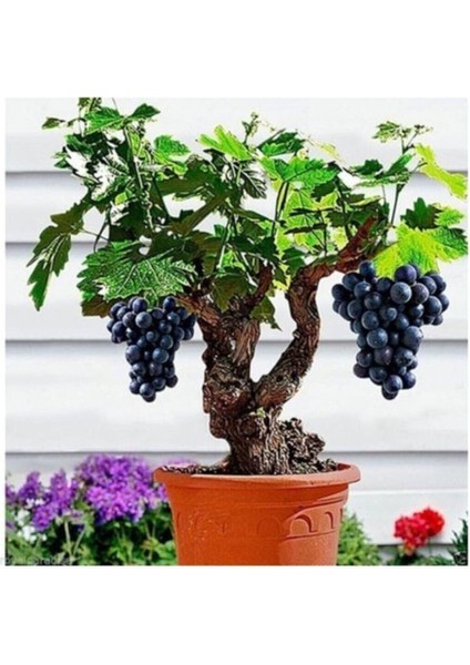 Siyah Üzüm Bonzai Ağacı Tohumu 5 Adet Bonsai Ağacı Tohumu